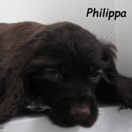 puppy, for, sale, Cocker Spaniel, Joe & Cherri  Overlease, dog, breeder, Miller, MO, dog-breeder, puppy-for-sale, forsale, nearby, find, puppyfind, locator, puppylocator, aca